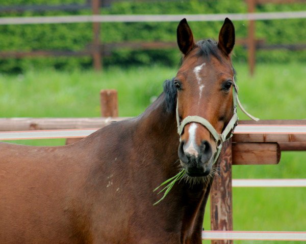 horse Petite Amie (Westphalian, 2007, from Primeur's As)