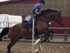 jumper Rob Roy 32 (Oldenburg show jumper, 1999, from Rouletto)