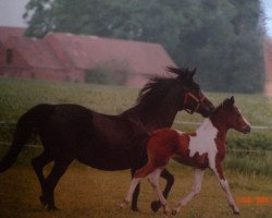 Zuchtstute Nina (Deutsches Reitpony, 1981, von Nordstern)