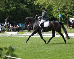 broodmare Herzogin Romantica (Hanoverian, 2006, from Hochadel)