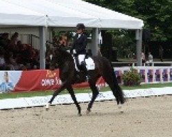 dressage horse lSunday Morning KDH (Oldenburg, 2009, from Sir Donnerhall I)