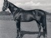stallion Prodomo xx (Thoroughbred, 1949, from Ticino xx)