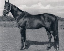 stallion Prodomo xx (Thoroughbred, 1949, from Ticino xx)