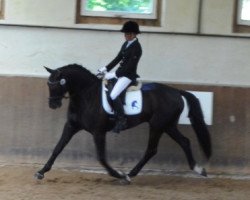 dressage horse Fürst Frederique (Bavarian, 2007, from Fürst Scheurenhof)