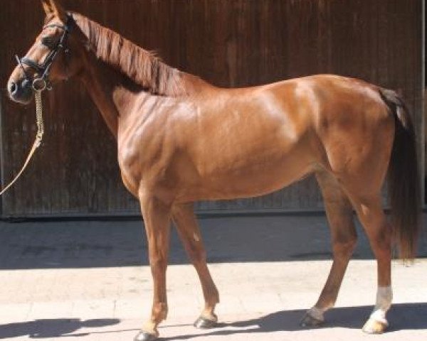 dressage horse Nohanna (Bavarian, 2006, from Jazz Time)