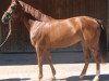 dressage horse Nohanna (Bavarian, 2006, from Jazz Time)