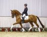 dressage horse Vincenzo 14 (Westphalian, 2012, from Vitalis)