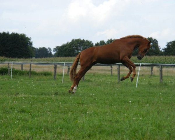 horse Campari Red (Westphalian, 1999, from Cadre Noir 96 FIN)