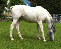 broodmare El Shalimah bint HS Dahab (Pinto / Pleasure, 2006, from Hs Dahab ox)