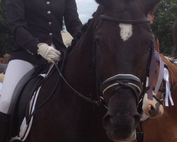 dressage horse Lancelot 372 (Hanoverian, 2008, from Likoto xx)