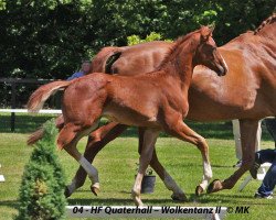 dressage horse Quite Sun (Hanoverian, 2014, from Quaterhall)