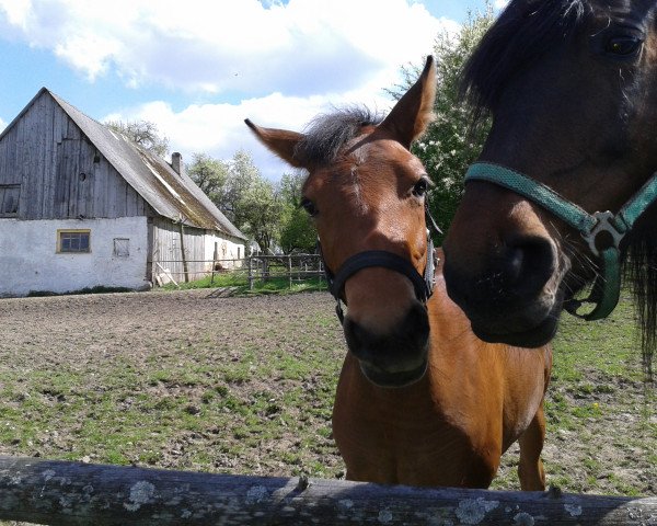 horse Sueño (Andalusians/horse of pure Spanish race, 2012)