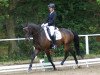 dressage horse Zauberstern Z (German Riding Pony, 2009, from Top Zento)