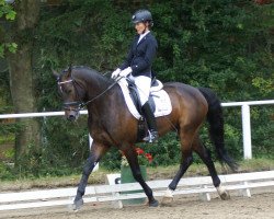 dressage horse Zauberstern Z (German Riding Pony, 2009, from Top Zento)