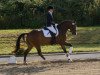 dressage horse Diva Royal Z (German Riding Pony, 2008, from Dumbledor AT)