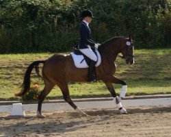 dressage horse Diva Royal Z (German Riding Pony, 2008, from Dumbledor AT)