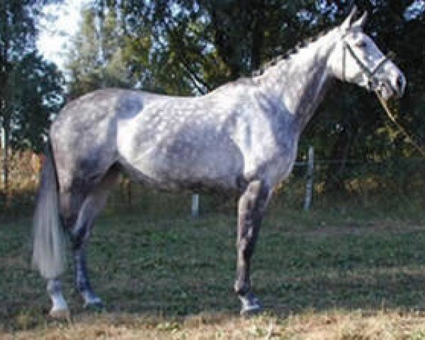 broodmare Take your time van't Gelutt (Belgian Warmblood, 1995, from Darco)