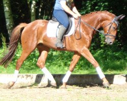 dressage horse Rivermoon (Hannoveraner, 2009, from Riverside)