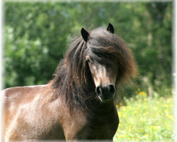 Zuchtstute Viola van de Hoeve (Shetland Pony (unter 87 cm),  , von Prince van de Wouwbaan)