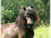 Zuchtstute Viola van de Hoeve (Shetland Pony (unter 87 cm),  , von Prince van de Wouwbaan)