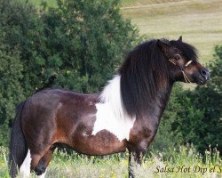 Deckhengst Salsa Hot Dip el Saraja (Shetland Pony (unter 87 cm),  , von Cwmhen Emperor)