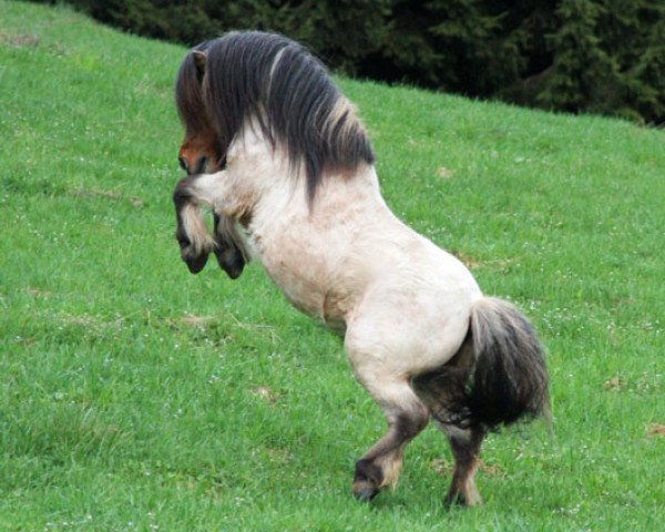 stallion Longview Horatio (Shetland pony (under 87 cm),  , from Kerswell Robin)