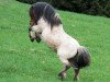 Deckhengst Longview Horatio (Shetland Pony (unter 87 cm),  , von Kerswell Robin)