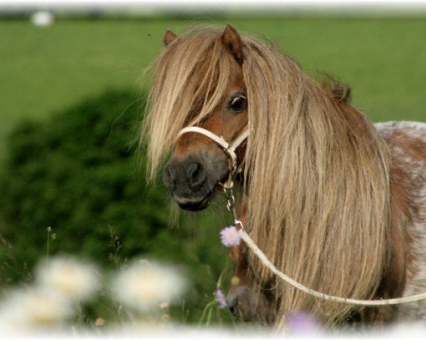 broodmare Lola v. 't Eind (Shetland pony (under 87 cm), 1996, from Guus van 't Eind)