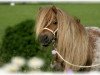 Zuchtstute Lola v. 't Eind (Shetland Pony (unter 87 cm), 1996, von Guus van 't Eind)