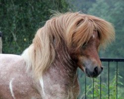 Deckhengst Chilli Hot Pepper el Saraja (Shetland Pony (unter 87 cm),  , von Cwmhen Emperor)