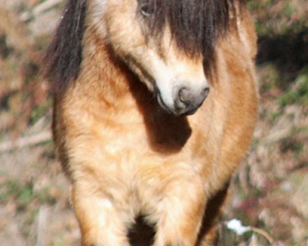 stallion Parlington Versace (Shetland pony (under 87 cm),  , from Parlington Joost)