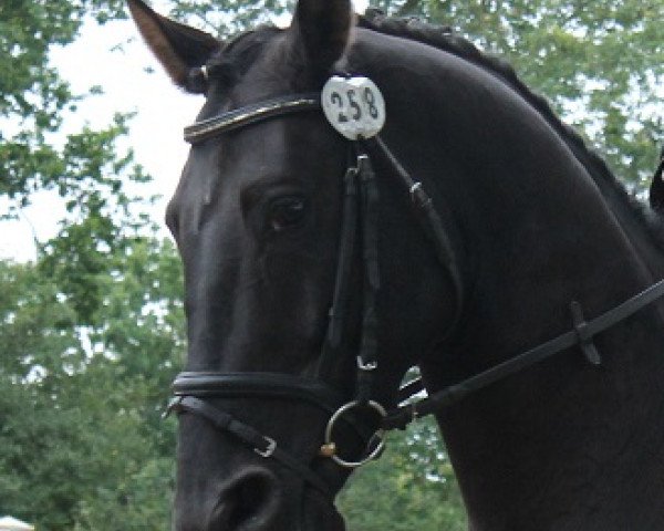 dressage horse Rasgadeur (Hanoverian, 2007, from Rascalino)