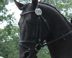 dressage horse Rasgadeur (Hanoverian, 2007, from Rascalino)