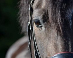 dressage horse Donna Bella (Hanoverian, 2006, from Don Ricoss)