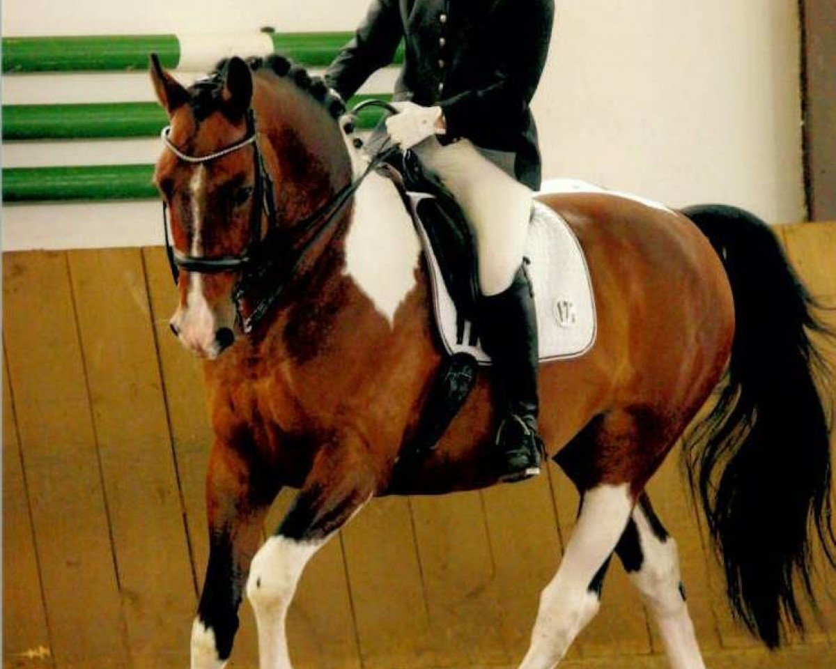 Dressurpferd Don Tobiano (Deutsches Reitpferd, 2002, von Don Larino 171 FIN)