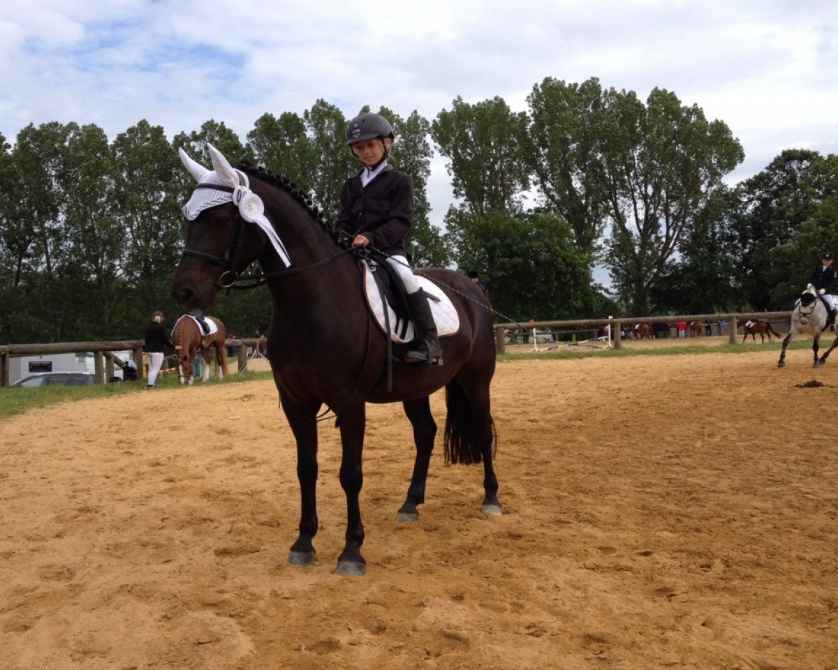 Zuchtstute Kansas (Deutsches Reitpony, 2010, von New Delight)