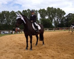 dressage horse Kansas (Deutsches Reitpony, 2010, from New Delight)