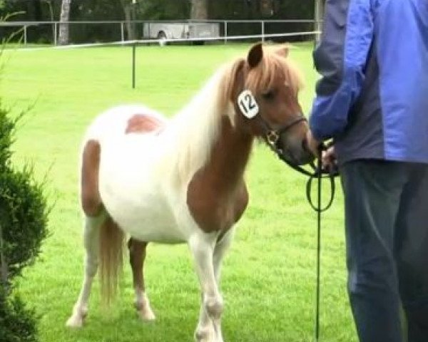 horse Stute von Norbert (Shetland Pony, 2011, from Norbert van de Hoofdweg)