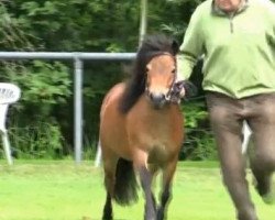 dressage horse Stute von Puschel (Shetland Pony, 2011, from Puschel)