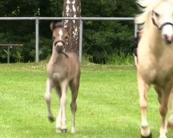 Pferd Bonny (Welsh Mountain Pony (Sek.A), 2014, von Branco)