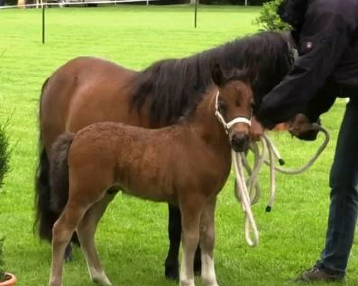 dressage horse Ocean Boy von Fasanenweg (Shetland Pony, 2014, from Old Shatterhand)