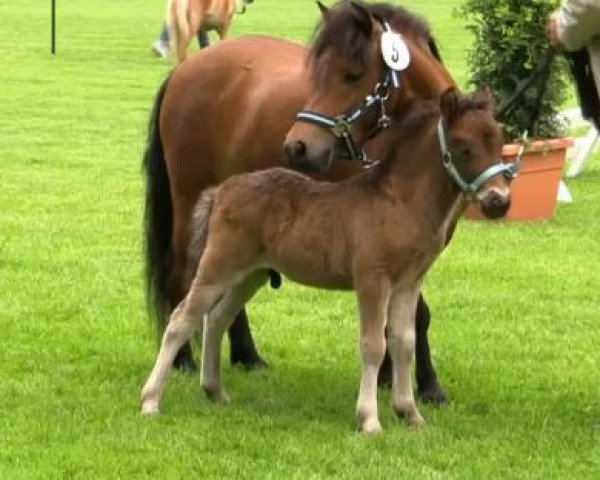 dressage horse Hengst von Old Shatterhand (Shetland Pony, 2014, from Old Shatterhand)