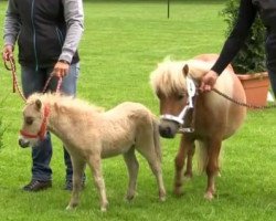 horse Hengst von Popeye (Shetland Pony, 2014, from Popeye vom Försterberg)