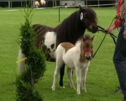 Pferd Bella Royal (Dt.Part-bred Shetland Pony, 2014, von Bas van Stal de Hestert)