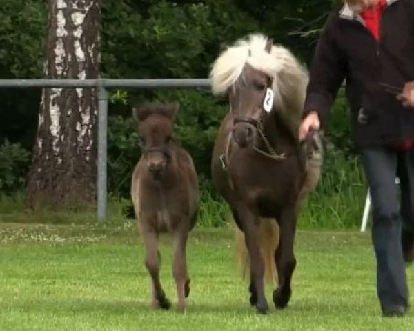 horse Bea vom Kleefeld (Dt.Part-bred Shetland pony, 2014, from Big-Mac von Krummesse)