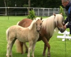 Zuchtstute Kimberly S (Shetland Pony, 2014, von Knut von der Bollheide)