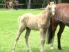 jumper Chic Happens (German Riding Pony, 2014, from Chic in Time)