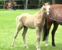 Springpferd Chic Happens (Deutsches Reitpony, 2014, von Chic in Time)