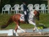 dressage horse Panino 4 (Pony without race description, 1998, from Unbekannt PONY)