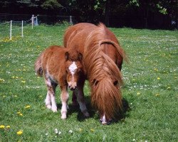 broodmare Pepsi van Dyck (Shetland pony (under 87 cm), 1991, from Puschkin)